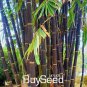 Rare Purple Bamboo 60 Seeds