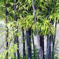 Rare Purple Bamboo 60 Seeds