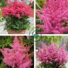 Younique Cerise Pink Astilbe Perennial Flower 200 Seeds