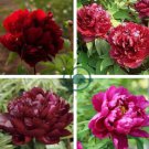 Heirloom Tree-headed Dark Red Peony Shrub Flower 10 Seeds