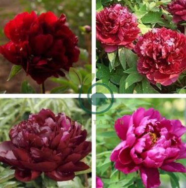 Heirloom Tree-headed Dark Red Peony Shrub Flower 10 Seeds