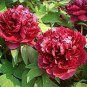 Heirloom Tree-headed Dark Red Peony Shrub Flower 10 Seeds