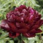 Heirloom Tree-headed Dark Red Peony Shrub Flower 10 Seeds