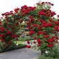 Rare Red Climbing Rose 200 Seeds
