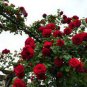 Rare Red Climbing Rose 200 Seeds