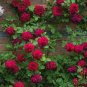 Rare Red Climbing Rose 200 Seeds