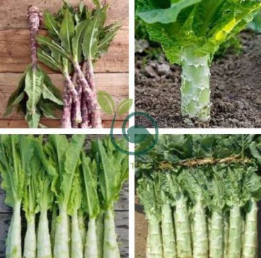 Chinese Green Asparagus Lettuce 60 Seeds