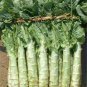 Chinese Green Asparagus Lettuce 60 Seeds