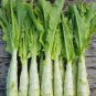 Chinese Green Asparagus Lettuce 60 Seeds