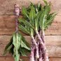 Chinese Green Asparagus Lettuce 60 Seeds