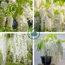 Chinese White Wisteria Rare Heirloom Wisteria Sinensis Alba  200 Seeds