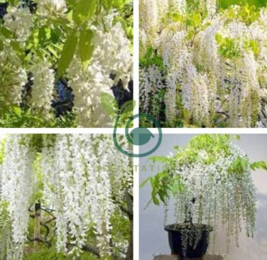 Chinese White Wisteria Rare Heirloom Wisteria Sinensis Alba  200 Seeds
