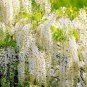 Chinese White Wisteria Rare Heirloom Wisteria Sinensis Alba  200 Seeds