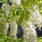 Chinese White Wisteria Rare Heirloom Wisteria Sinensis Alba  200 Seeds