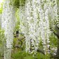 Chinese White Wisteria Rare Heirloom Wisteria Sinensis Alba  200 Seeds