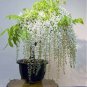Chinese White Wisteria Rare Heirloom Wisteria Sinensis Alba  200 Seeds