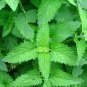 Heirloom Catnip - Plant Catnip 40 Seeds