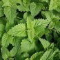 Heirloom Catnip - Plant Catnip 40 Seeds