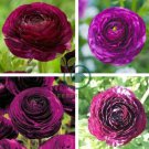 Ranunculus Rare Purple Perennial Flower 40 Seeds