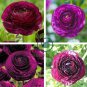 Ranunculus Rare Purple Perennial Flower 40 Seeds