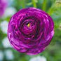 Ranunculus Rare Purple Perennial Flower 40 Seeds