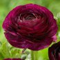 Ranunculus Rare Purple Perennial Flower 40 Seeds