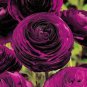 Ranunculus Rare Purple Perennial Flower 40 Seeds
