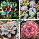 Colorful Echereria Mixed 200 Seeds
