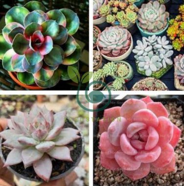 Colorful Echereria Mixed 200 Seeds