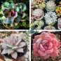 Colorful Echereria Mixed 200 Seeds