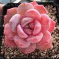 Colorful Echereria Mixed 200 Seeds