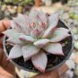 Colorful Echereria Mixed 200 Seeds