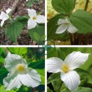 White Trillium Wildflower 200 Seeds