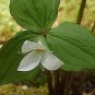 White Trillium Wildflower 200 Seeds