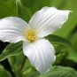 White Trillium Wildflower 200 Seeds