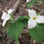 White Trillium Wildflower 200 Seeds