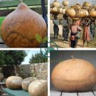 African Bushel Basket Groud Lagenaria siceraria 20 Seeds
