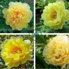 Heirloom Red Yellow Double Blooms Peony Tree Fragrant Flower 10 Seeds