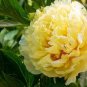 Heirloom Red Yellow Double Blooms Peony Tree Fragrant Flower 10 Seeds