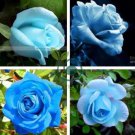 F1 Light Blue Rose Plant 100 Seeds