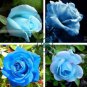F1 Light Blue Rose Plant 100 Seeds