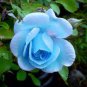 F1 Light Blue Rose Plant 100 Seeds