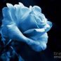 F1 Light Blue Rose Plant 100 Seeds