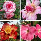 imported 'whirlwind' Adenium Desert Rose 4 Seeds