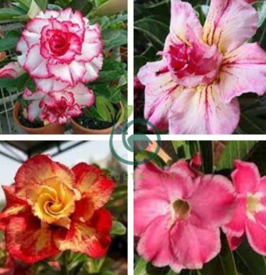 imported 'whirlwind' Adenium Desert Rose 4 Seeds