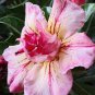 imported 'whirlwind' Adenium Desert Rose 4 Seeds