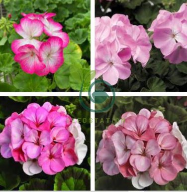 Geranium White to Pink Single Dense Petals Big Blooms Bonsai Flowers 20 Seeds