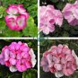 Geranium White to Pink Single Dense Petals Big Blooms Bonsai Flowers 20 Seeds