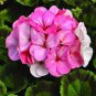 Geranium White to Pink Single Dense Petals Big Blooms Bonsai Flowers 20 Seeds