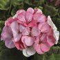 Geranium White to Pink Single Dense Petals Big Blooms Bonsai Flowers 20 Seeds